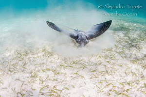 Eagle Ray finding food,Akumal México by Alejandro Topete 